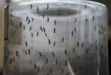 Εφθασε στην Ευρώπη ο ιός Ζίκα