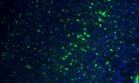 Η τεχνική CRISPR για πρώτη φορά αποκατέστησε εν μέρει την όραση σε τυφλά ζώα