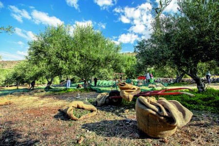 Ελαιόλαδο: Γιατί δεν πέφτει η λιανική τιμή – Πώς η κερδοσκοπία τις κρατά ψηλά
