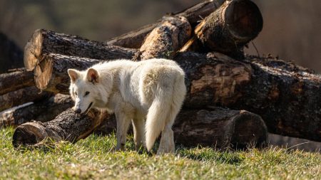 Ο ανταρόλυκος της εποχής των παγετώνων δεν αναστήθηκε